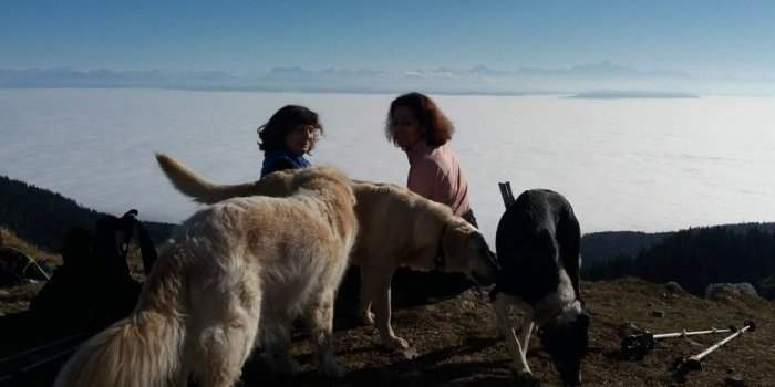 Randonnée avec chiens